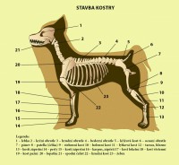 /album/kostra-psa/kostra-psa-1-jpg/